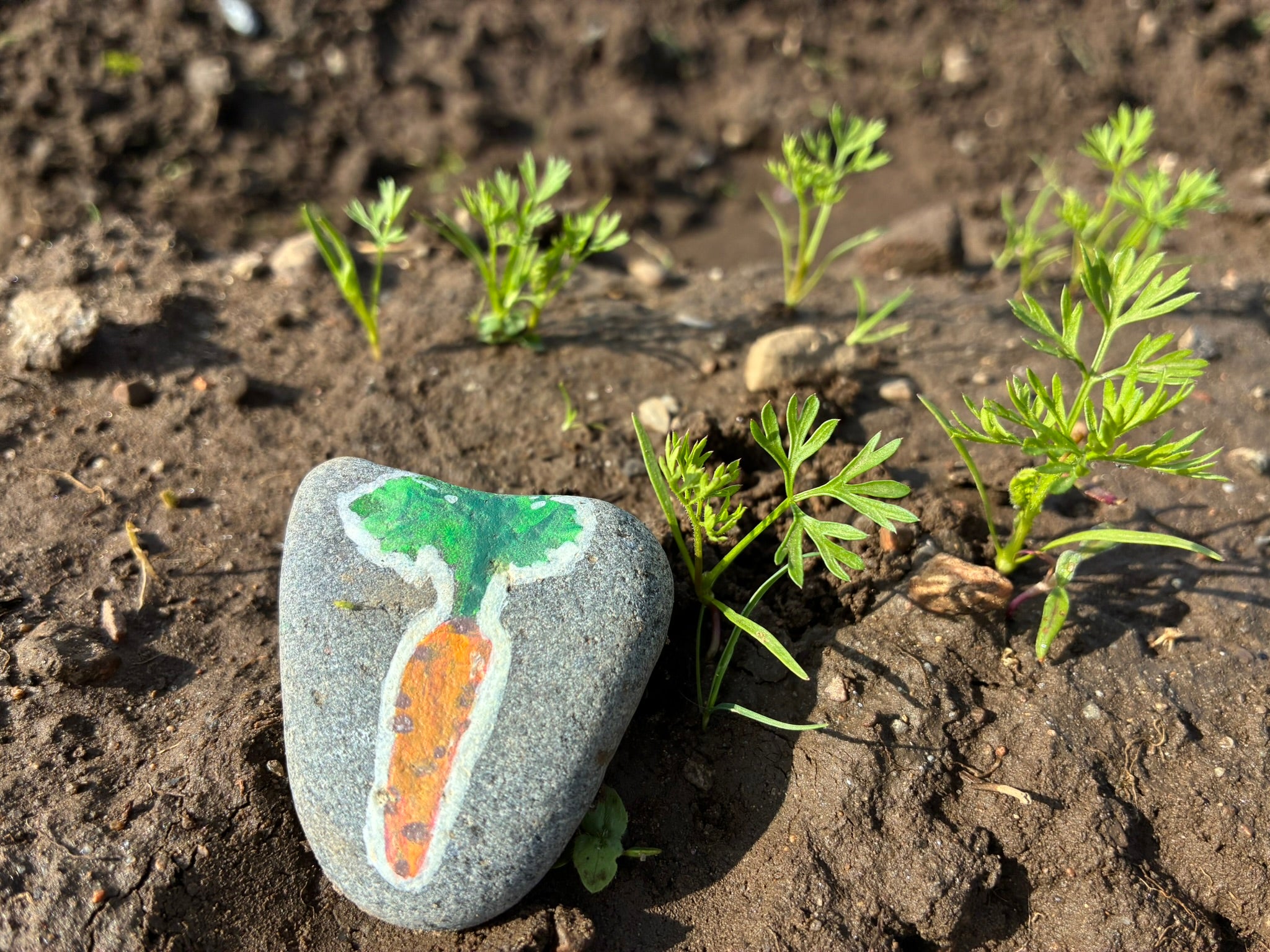 Ein bemalter Stein mit einem Karottenmotiv liegt auf dem Boden neben jungen Karottensetzlingen mit grünen Blättern, die in einem Gartenbeet wachsen.