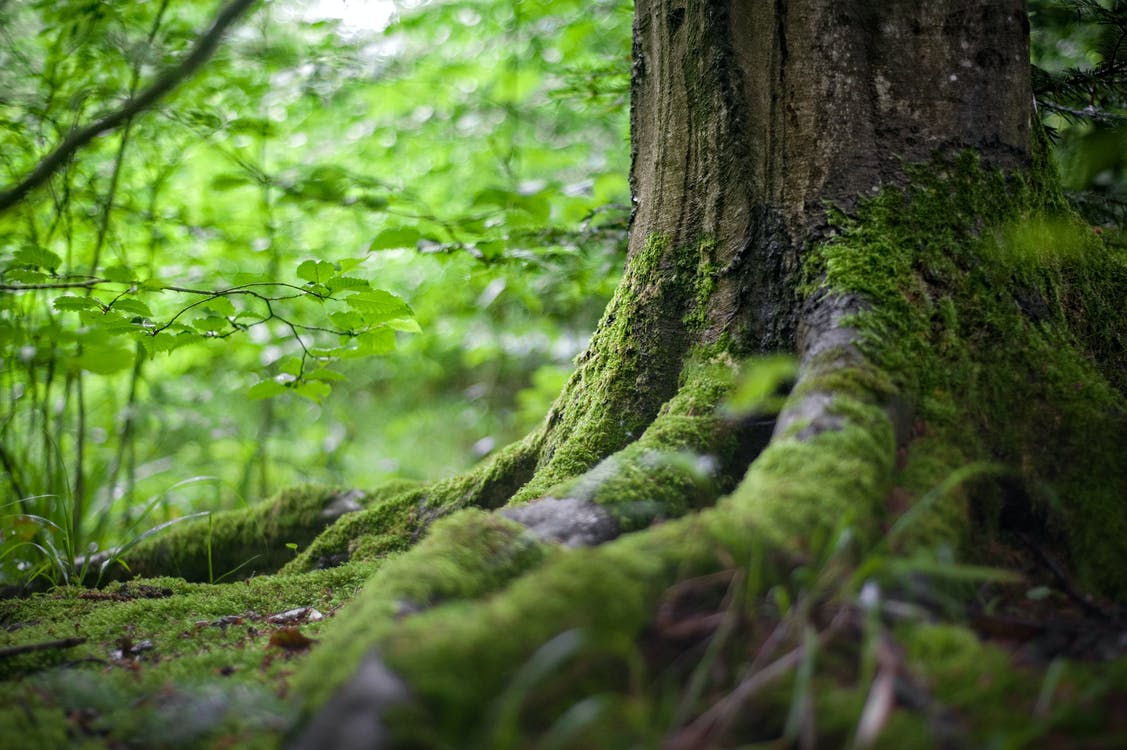 Bemooste Wurzeln eines Baumstamms im Wald